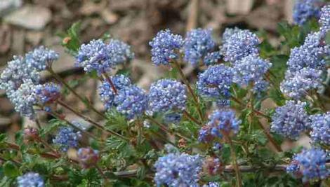 Ceanothus foliosus will grow flat in an exposed area with wind. - grid24_12