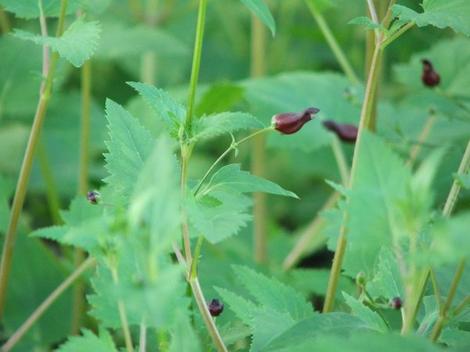 Scrophularia atrata, Bumble Bee Plant - grid24_12