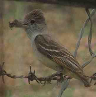 Female ash throat flycatcher with lunch for the kids. - grid24_12