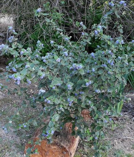 Ceanothus tomentosus is a  pretty different mountain lila that grows in San Diego and Escondido, and up in the Sierras. It will grow fine in Los Angeles or even San Jose. - grid24_12
