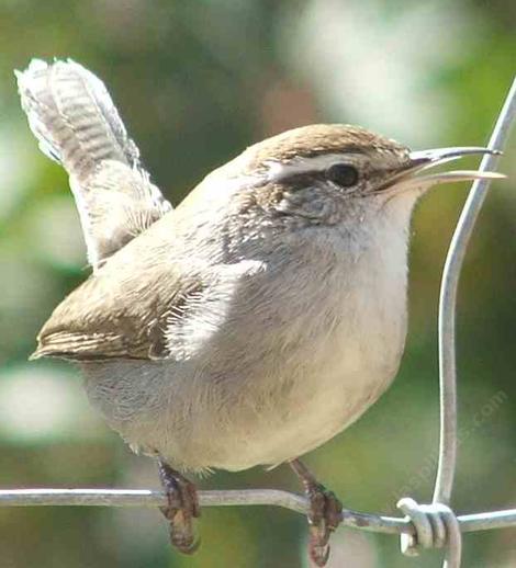 Bewick's Wren, Thryomanes bewickii  has an attitude.  - grid24_12