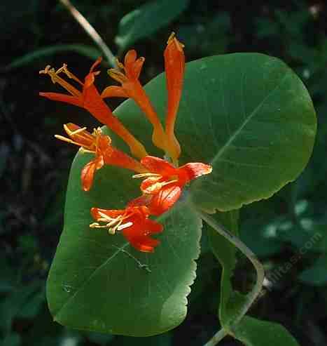 Lonicera ciliosa Orange Honeysuckle - grid24_12