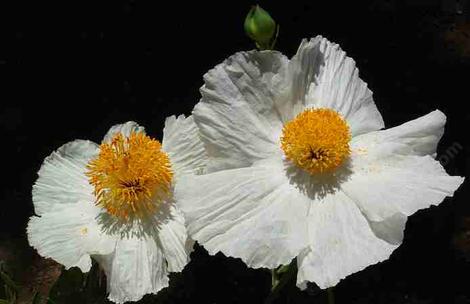 Romneya coulteri flowers. - grid24_12