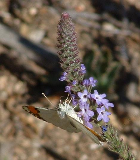 Sara's Orange Tip butterfly on a native verbena, side view - grid24_12