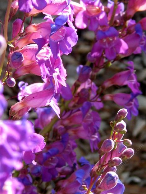 Penstemon spectabilis, Showy Penstemon - grid24_12