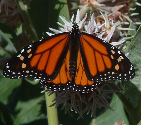 Monarch Butterfly, Danaus plexippus  on a Showy Milkweed flower - grid24_12