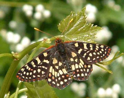 Common Checkerspot Butterfly resting on grape leaf - grid24_12