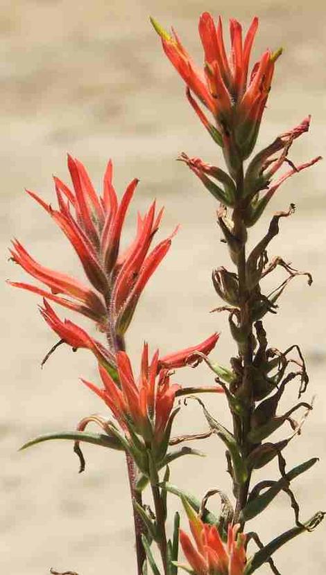 Castilleja subinclusa Long-leaf paintbrush - grid24_12