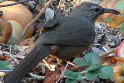 California Thrasher, Toxostoma redivivum pecking old apple - grid24_12