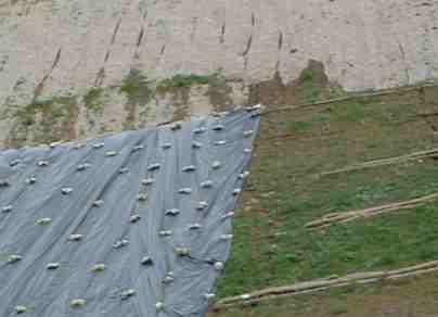 This was a freeway erosion control that they tried all the jute, plastic and straw coverings. Two years later they redid it with concrete. No plants, to expensive. - grid24_12