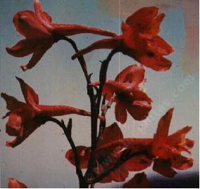 Here is a closeup photo of the red flowers of Delphinium cardinale, Scarlet Larkspur. - grid24_12