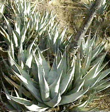 Agave deserti, Desert Agave, here growing in San Felipe Valley of San Diego county, California.  - grid24_12