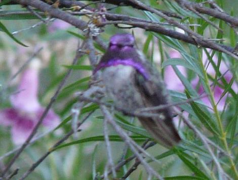 This Costa hummingbird matches the desert willow flowers very well. This hummingbird loves the flowers of Southern California native plants.. San Diego is about the middle of it's range. - grid24_12