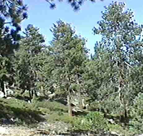 an old photo of lodge pole pine forest in the east Sierra. - grid24_12