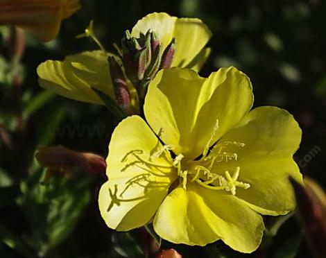 Oenothera hookeri,  Hooker's Evening Primrose.  - grid24_12