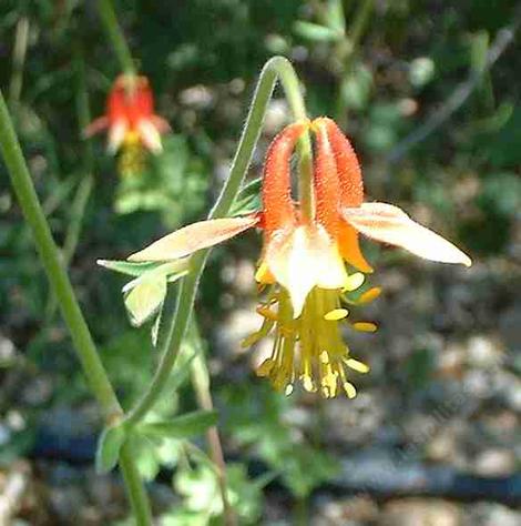 Aquilegia formosa Crimson Columbine, Western Columbine, or  Red Columbine flowers. - grid24_12