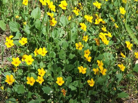 Viola pedunculata, Violet clump - grid24_12