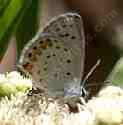 Acmon Blue butterfly. - grid24_12