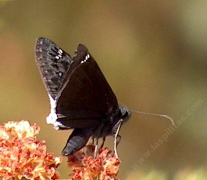 Mournful Dusky wing butterfly on a California Buckwheat. - grid24_12