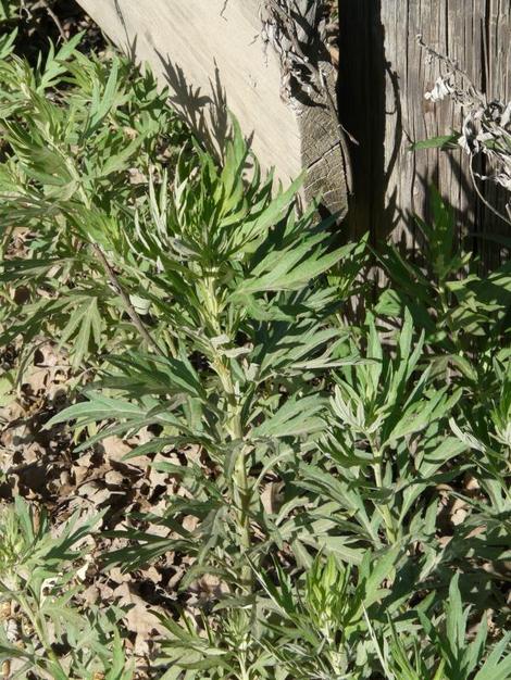 Artemisia douglasiana Mugwort - grid24_12