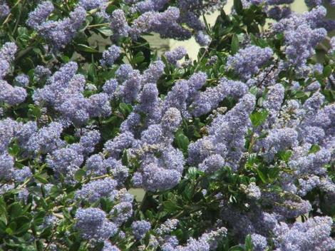 Remote Blue Ceanothus has sky blue flowers(yes the sky looks like that) - grid24_12