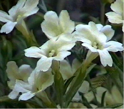 This monkey flower, Diplacus longiflorus, is native in the Santa Margarita area - grid24_12