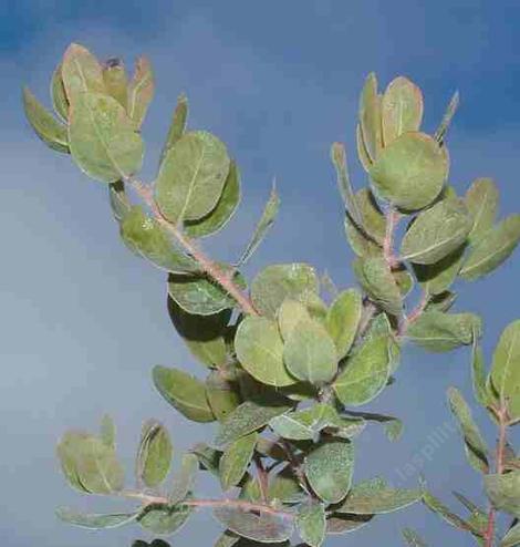 Arctostaphylos columbiana hated us. It loves the Pacific Northwest. - grid24_12