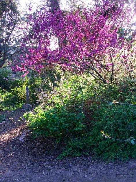 Western Redbud, Cercis occidentalis as a small tree. - grid24_12