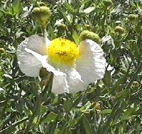 Romneya trichocalyx Matilija Poppy - grid24_12