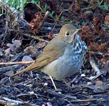 Hermit the thrush - grid24_12