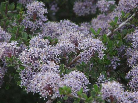 Don't you wish you were a bee or a butterfly? The Sierra Buckbrush is wonderful. - grid24_12