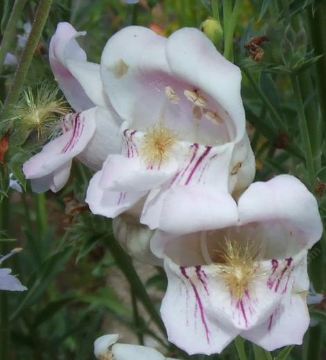 Balloon flower, Palmer's Penstemon (Penstemon palmeri) has a wonderful fragrant flower that both the hummingbirds and bumblebees use. - grid24_12