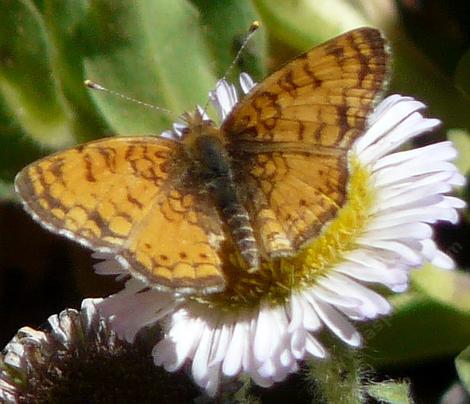 Mylitta Cresent butterfly on a Seaside Daisy - grid24_12