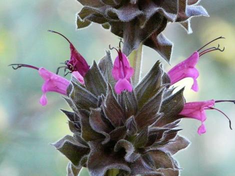 Flowers of Salvia Powerline Pink - grid24_12