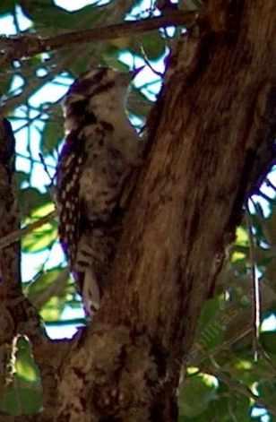 Downy Woodpecker working tree - grid24_12