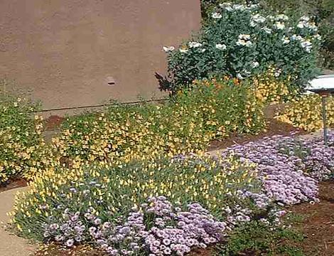 California Poppy, Erigeron Wayne Roderick, Diplacus Ramona,  and Matilija Poppy in beach sand. - grid24_12