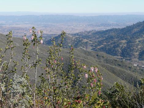 Ribes malvaceum, Pink Chaparral currant overlooking San Luis Obispo - grid24_12