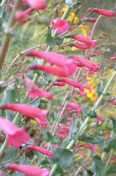 Penstemon X parishii, Parish's Penstemon is a hot pink - grid24_12