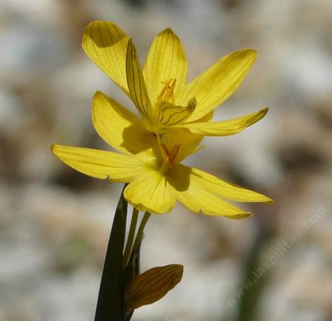 Sisyrinchium californicum, Yellow-eyed Grass flower cluster. - grid24_12