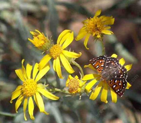 Apodemia mormo virgulti,  Behr's Metalmark  on Butterweed - grid24_12