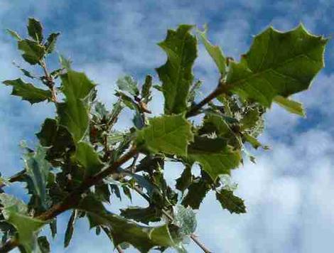 Leaves of Quercus wislizenii,  Interior Live Oak. - grid24_12