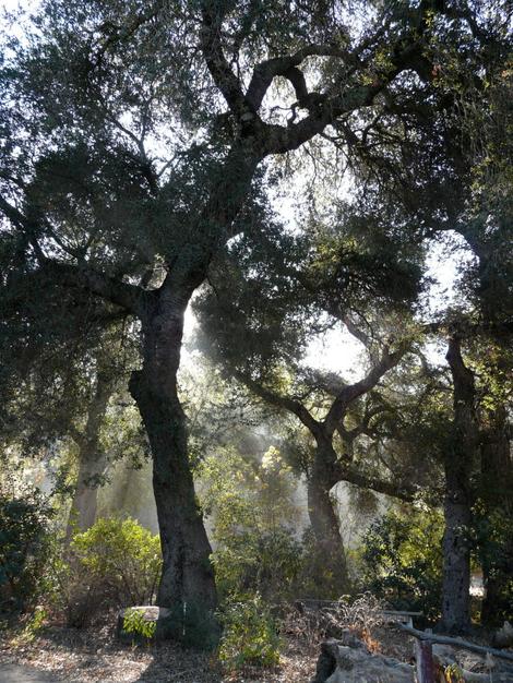 Quercus agrifolia, Coast Live Oak in the fog. - grid24_12