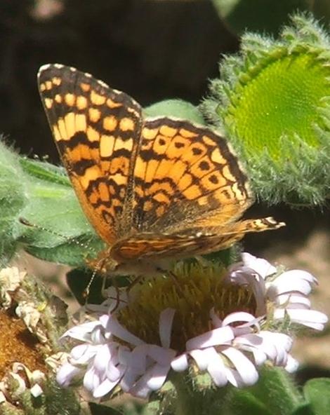 Mylitta Crescent, Phyciodes mylitta - grid24_12