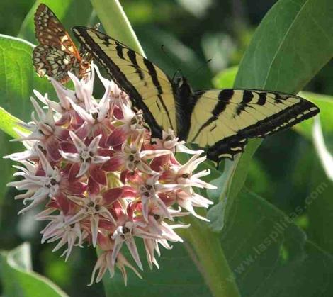 Asclepias speciosa, Showy Milkweed with Checkerspot and a Tiger Swallowtail Butterfly - grid24_12