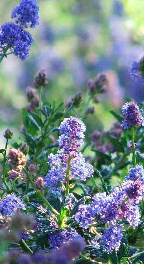 Ceanothus Wheeler Canyon, a mountain lilac from Southern California. - grid24_12