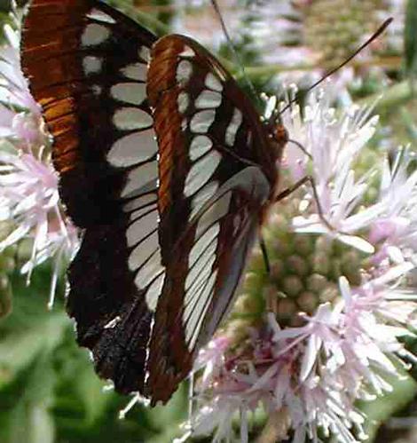 Loriquins Admiral on Monardella hypoleuca ssp. hypoleuca. They are commonly on all the Monardellas. - grid24_12