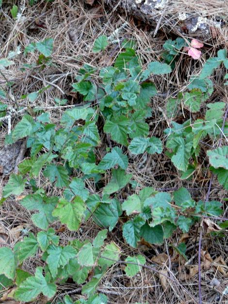 Rubus ursinus, Pacific blackberry in the wild - grid24_12