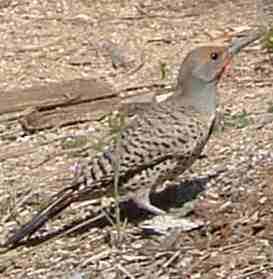 Northern Flicker, Colaptes auratus likes bare ground and ants - grid24_12