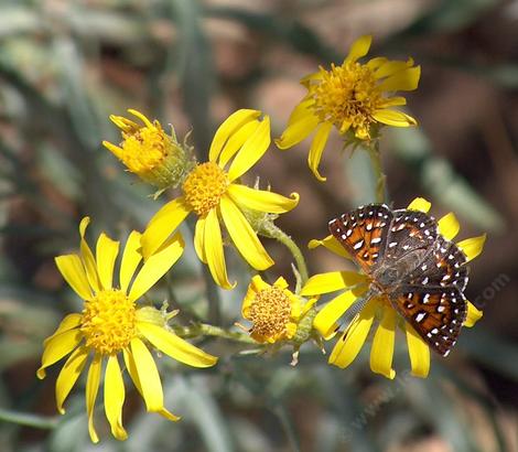 Senecio douglasii Butterweed - grid24_12