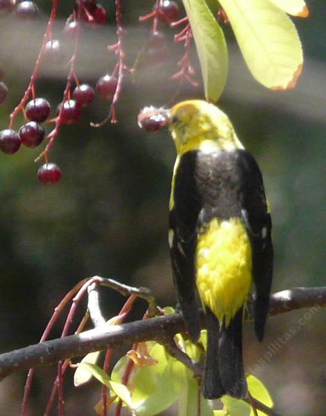 A Western Tanager enjoying a Prunus virginiana melanocarpa, Black Chokecherry. - grid24_12